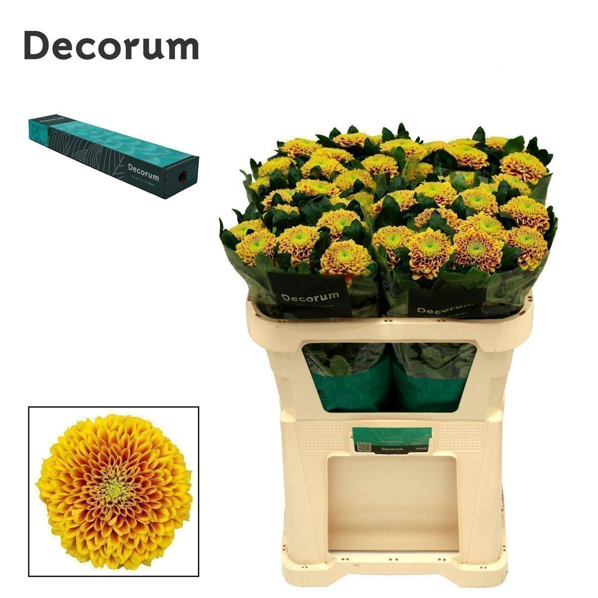 Срезанные цветы оптом Chrys bl tropicana от 20шт из Голландии с доставкой по России