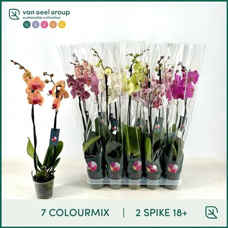 Горшечные цветы и растения оптом Phal 2st Mix 7 Colours 18+ (van Geel) от 10шт из Голландии с доставкой по России
