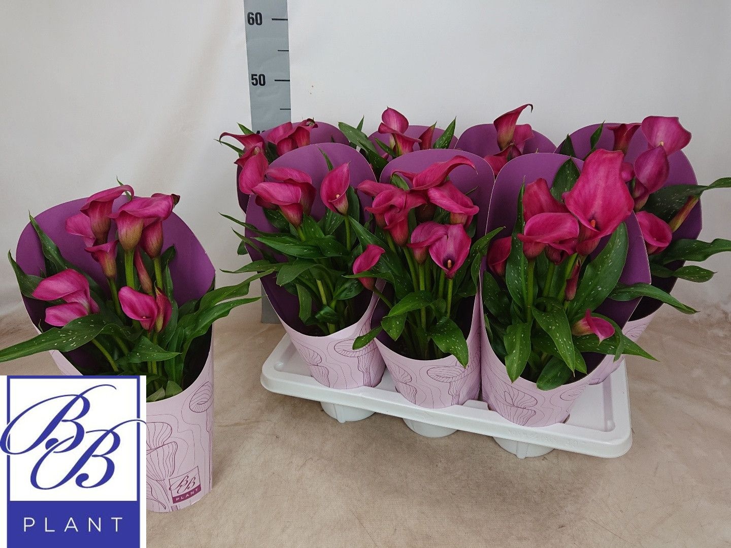 Горшечные цветы и растения оптом Zant Ov от 7шт из Голландии с доставкой по России