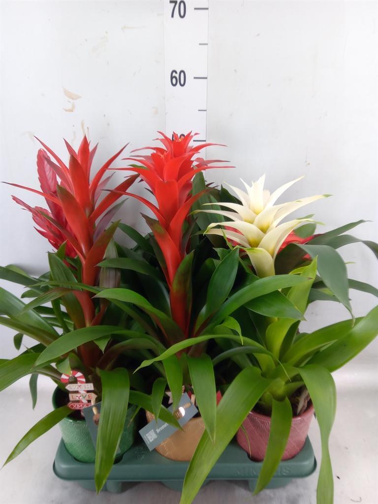 Горшечные цветы и растения оптом Bromelia   ...mix от 6шт из Голландии с доставкой по России
