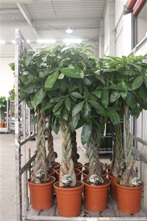 Горшечные цветы и растения оптом Pachira Aquatica от 1шт из Голландии с доставкой по России