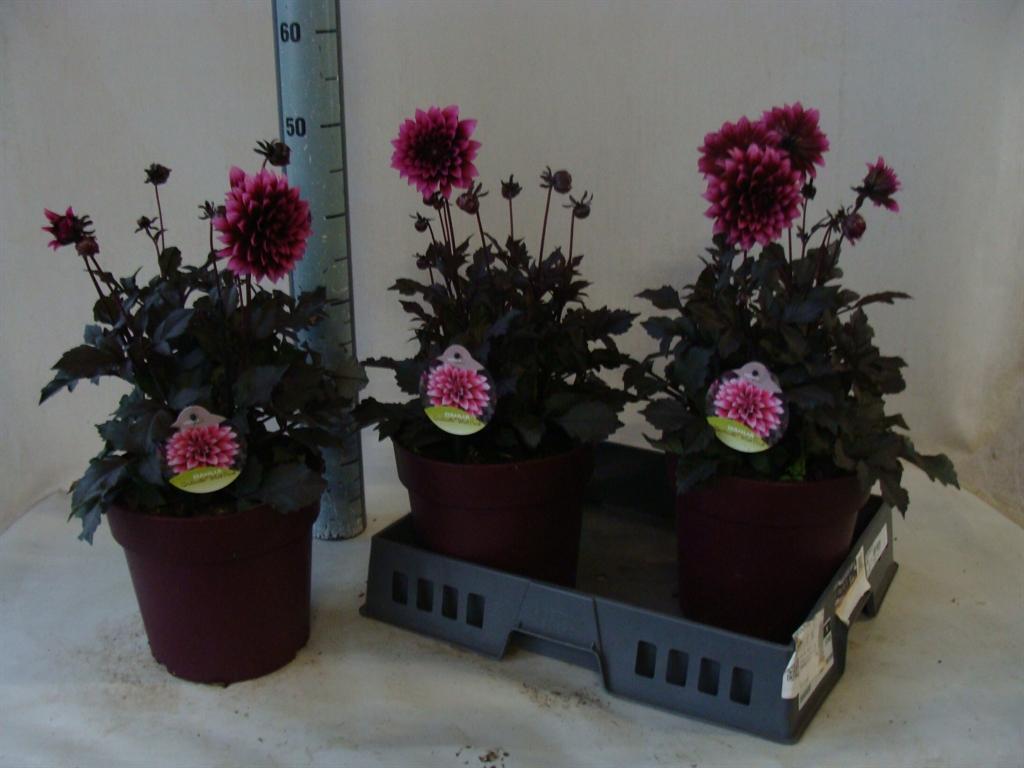 Горшечные цветы и растения оптом Dahlia De xxl Aztec ...patio от 3шт из Голландии с доставкой по России