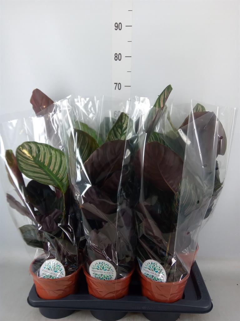 Горшечные цветы и растения оптом Calathea   ... от 6шт из Голландии с доставкой по России