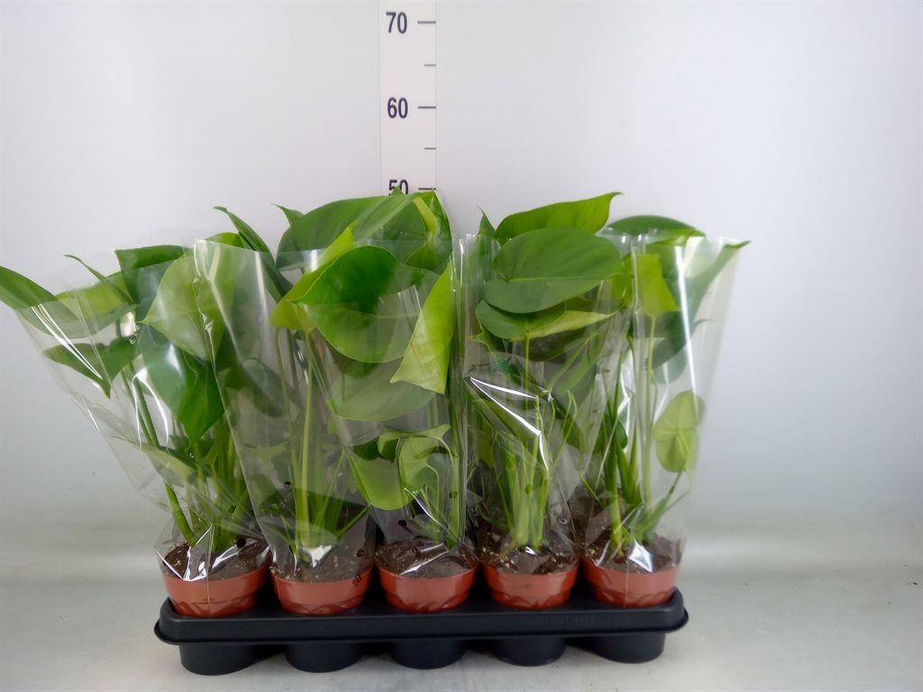 Горшечные цветы и растения оптом Monstera   ... от 10шт из Голландии с доставкой по России