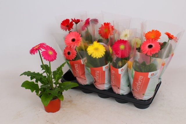 Горшечные цветы и растения оптом Ger Colourgame Gem от 10шт (для телеги) из Голландии с доставкой по России