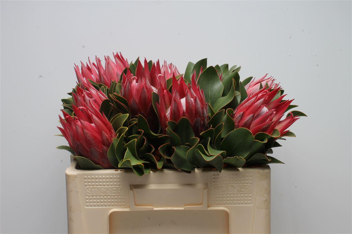 Срезанные цветы оптом Protea king madiba от 10шт.. из Голландии с доставкой по России