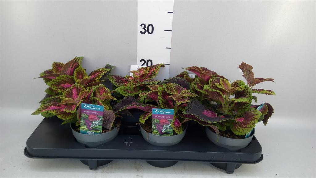 Горшечные цветы и растения оптом Plectranthus Col. mst Bourbon Str от 6шт из Голландии с доставкой по России