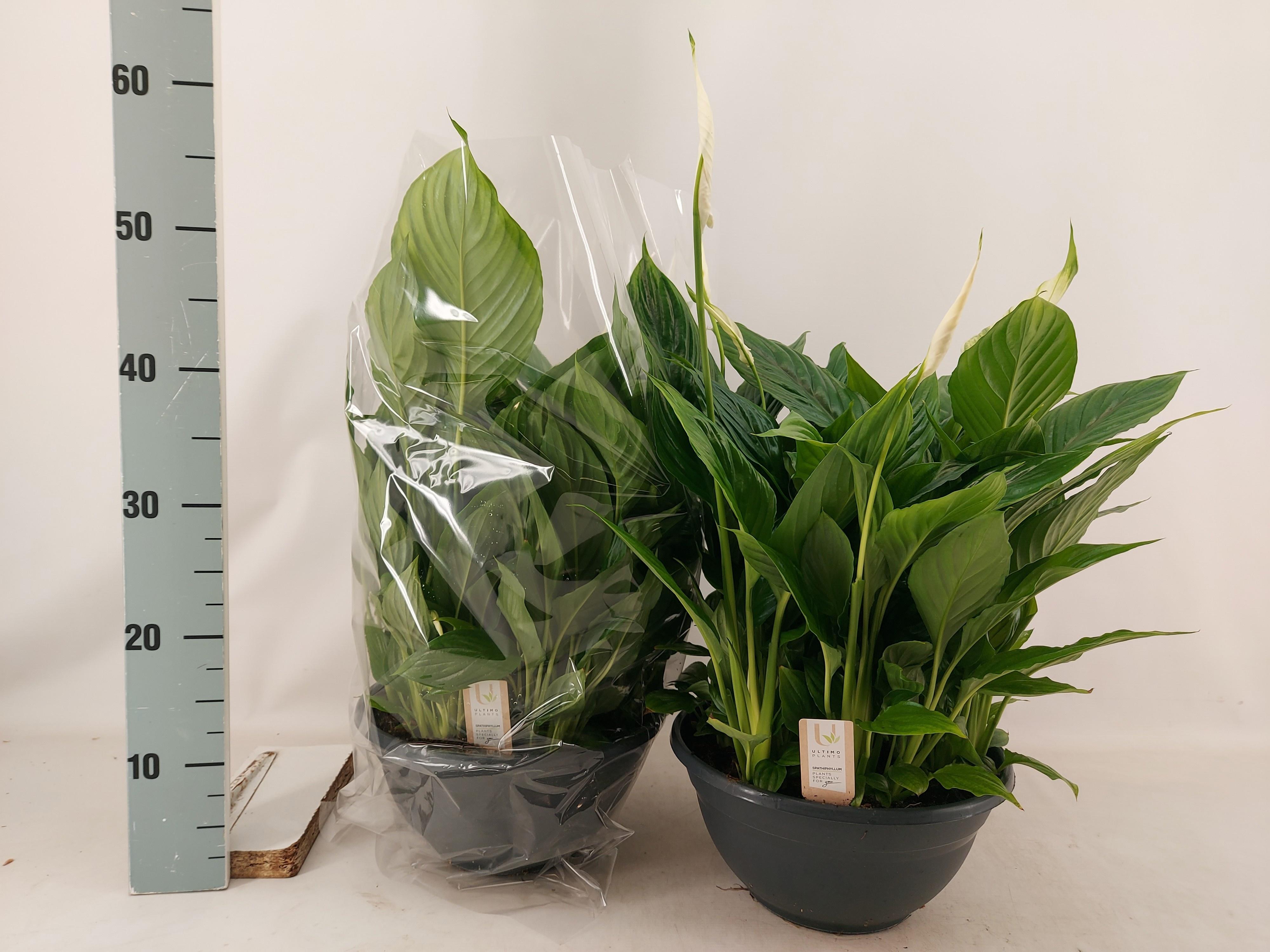 Горшечные цветы и растения оптом Spath Chopin от 1шт из Голландии с доставкой по России