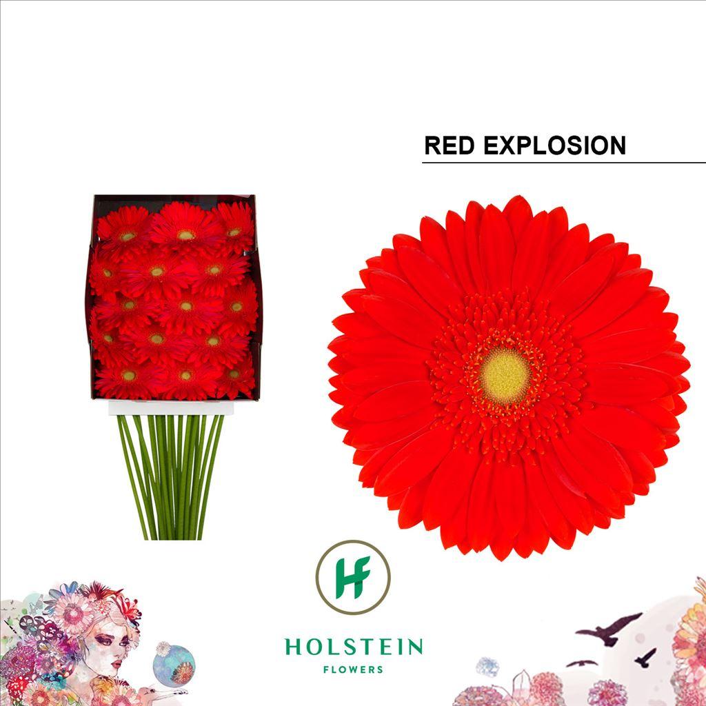 Срезанные цветы оптом Gerbera diamond red explosion от 15шт из Голландии с доставкой по России