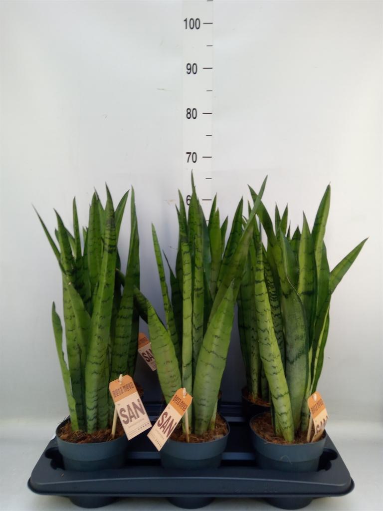 Горшечные цветы и растения оптом Sansevieria Trifa.   ... от 6шт из Голландии с доставкой по России