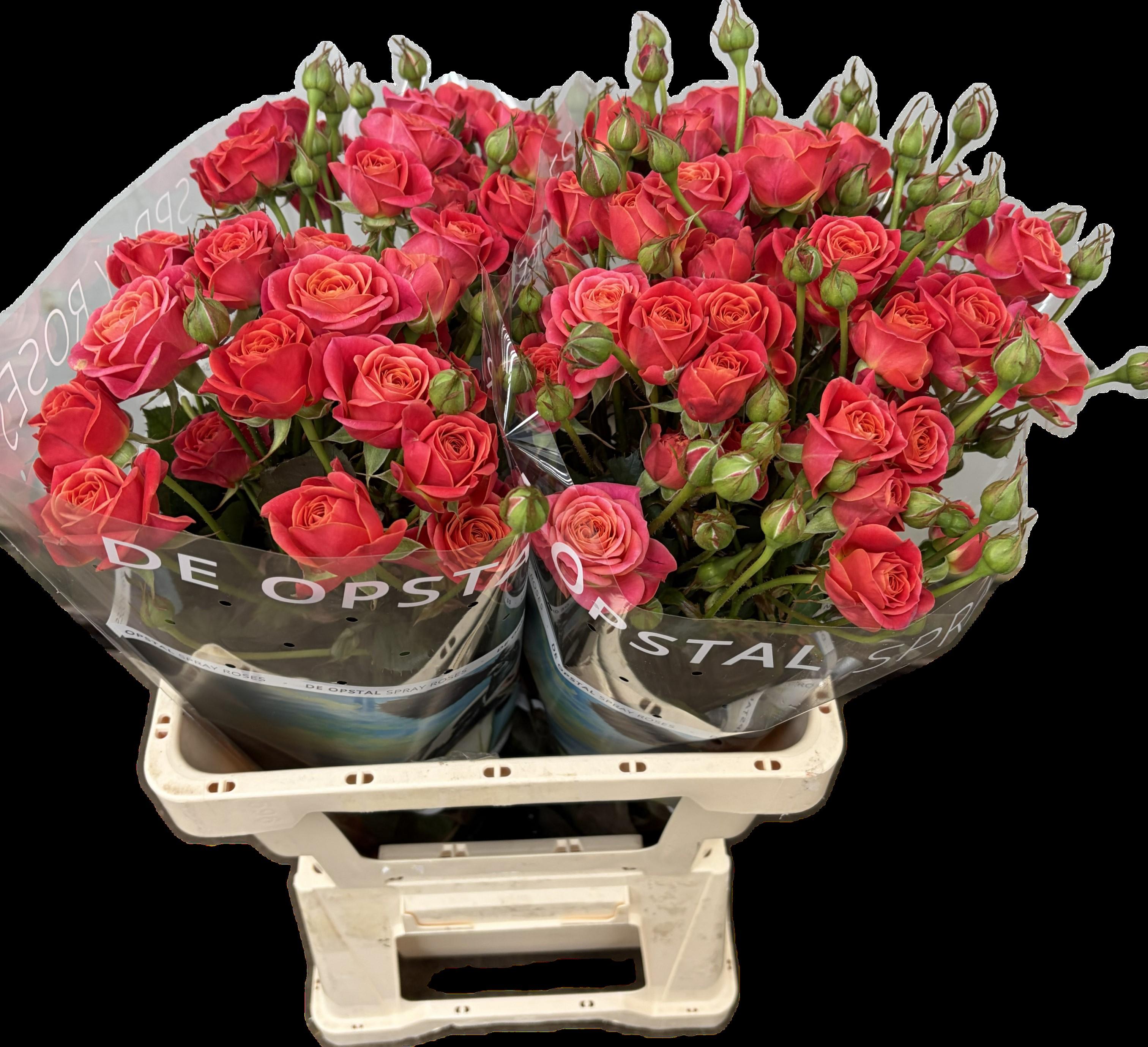 Срезанные цветы оптом Rosa spray armelle! от 20шт из Голландии с доставкой по России