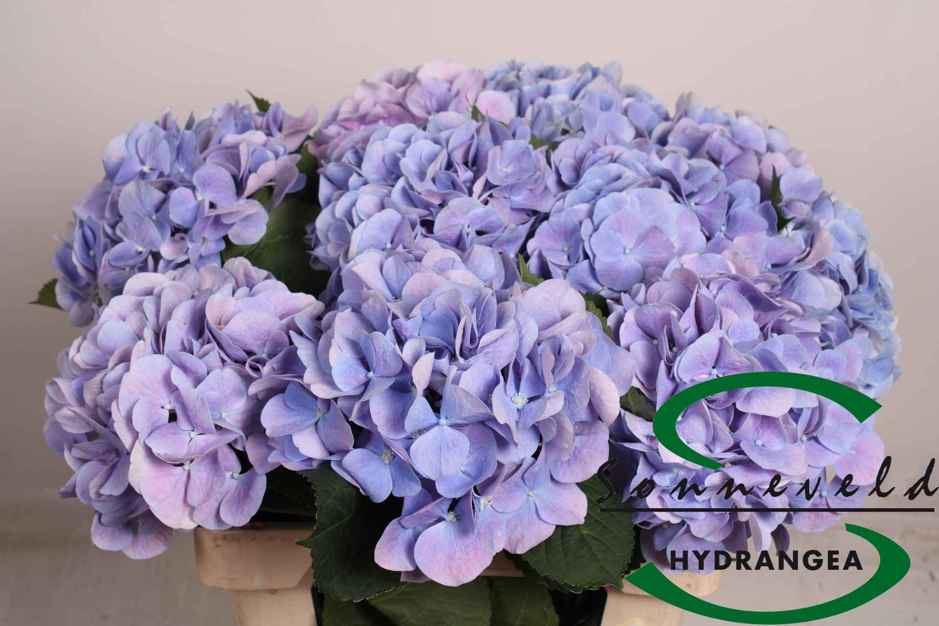 Срезанные цветы оптом Hydrangea marsepein milka от 10шт из Голландии с доставкой по России