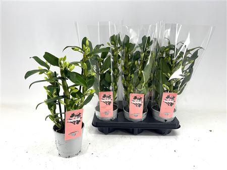 Горшечные цветы и растения оптом Dendr N Sc Apollon 2 Branches от 6шт из Голландии с доставкой по России