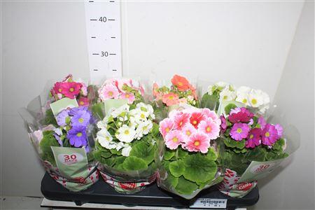 Горшечные цветы и растения оптом Prim Ob Sweetk A Gem от 8шт из Голландии с доставкой по России