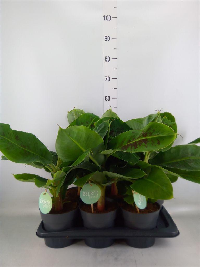 Горшечные цветы и растения оптом Musa   ... от 6шт из Голландии с доставкой по России