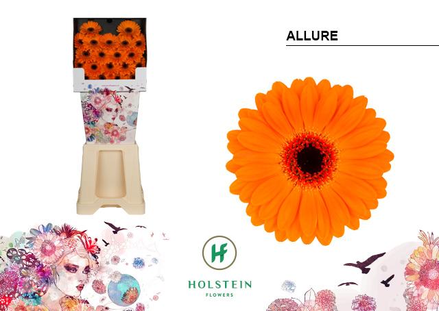 Срезанные цветы оптом Germini diamond allure от 80шт. из Голландии с доставкой по России