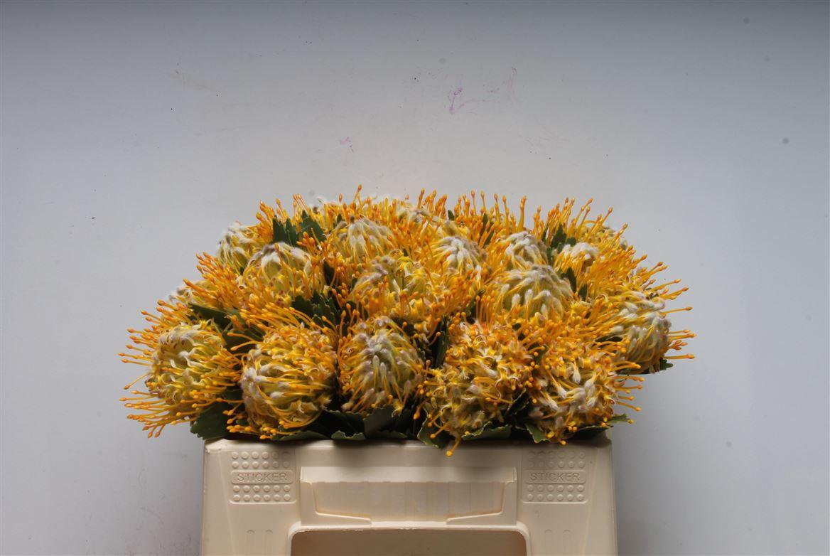 Срезанные цветы оптом Nutans super gold от 8шт из Голландии с доставкой по России