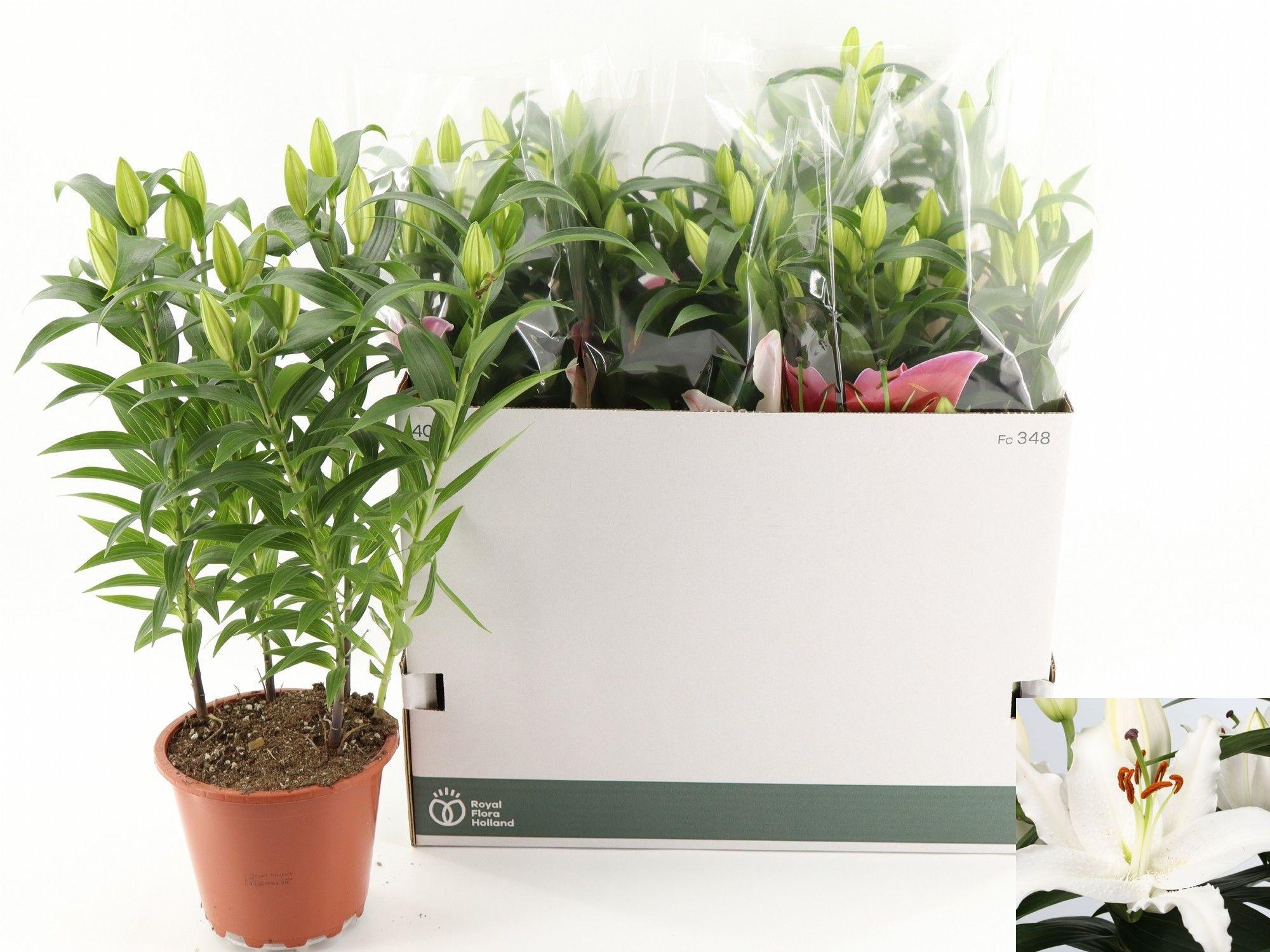 Горшечные цветы и растения оптом Lil Or Sun Bahamas от 5шт из Голландии с доставкой по России