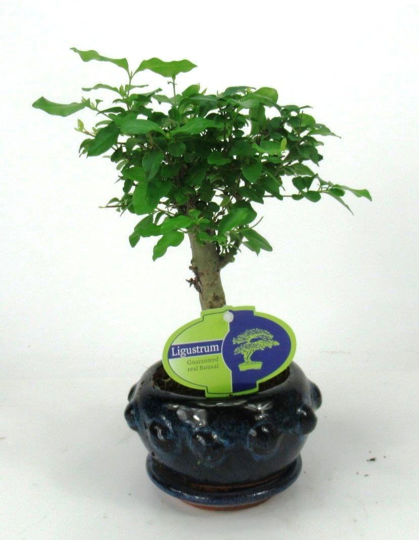 Горшечные цветы и растения оптом Bonsai Ligustrum Sinensis, 13cm., Broom, With Drip от 10шт из Голландии с доставкой по России