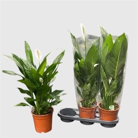 Горшечные цветы и растения оптом Spath Bingo Cupido 4+++ от 3шт из Голландии с доставкой по России