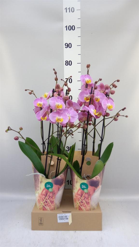 Горшечные цветы и растения оптом Phalaenopsis ...rose от 4шт из Голландии с доставкой по России