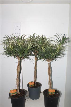 Горшечные цветы и растения оптом Drac Re Ov 3 Pp от 1шт из Голландии с доставкой по России