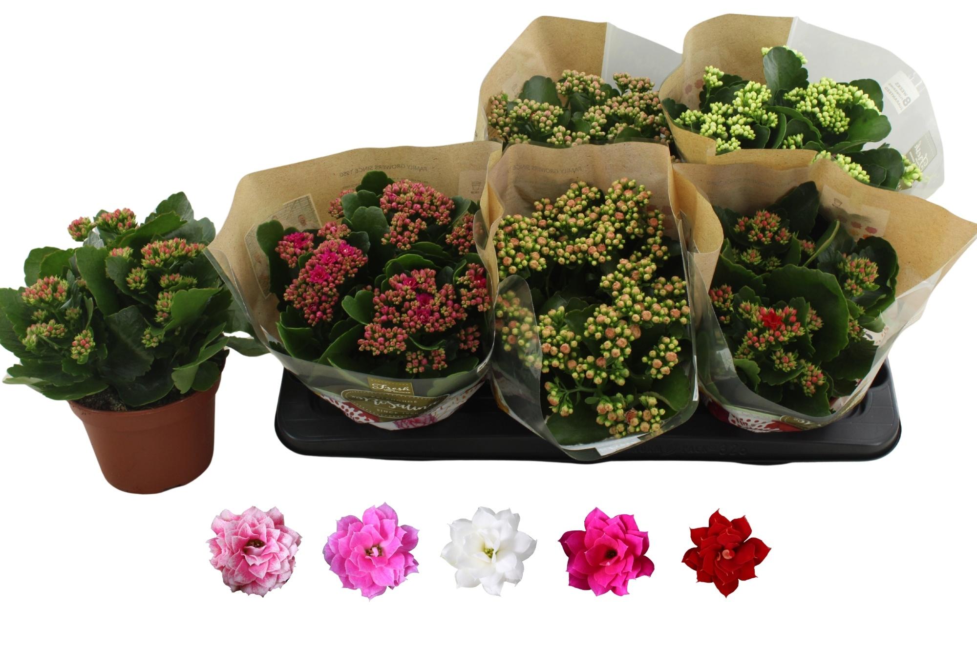 Горшечные цветы и растения оптом Kal Ge Ro Gem 5 Kl от 6шт из Голландии с доставкой по России