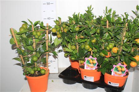 Горшечные цветы и растения оптом Citr Microcarpa 8 -10++++ от 6шт (для телеги) из Голландии с доставкой по России