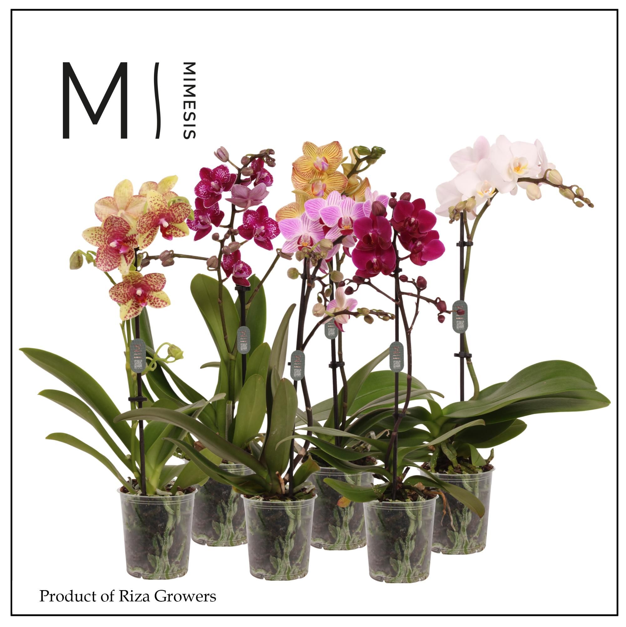 Горшечные цветы и растения оптом Phal 1st Mix 9+ (mimesis) от 12шт (для телеги) из Голландии с доставкой по России