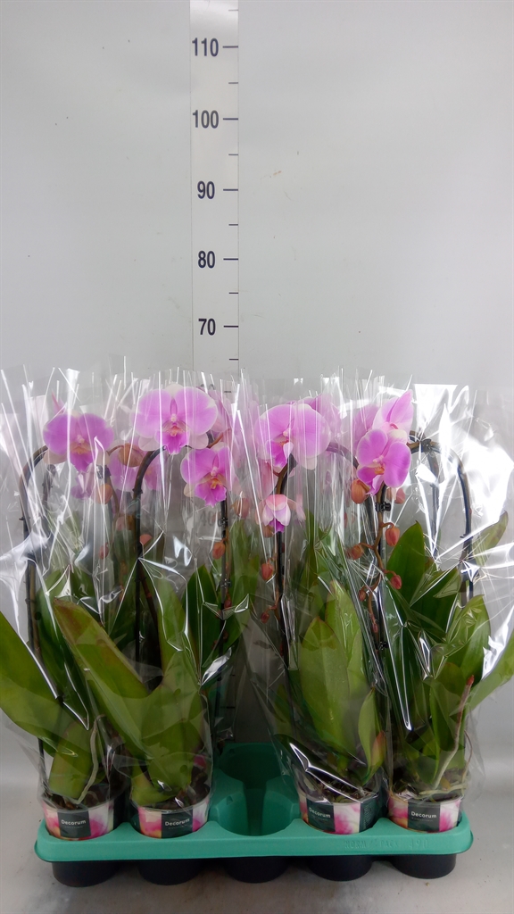 Горшечные цветы и растения оптом Phalaenopsis   ... от 8шт из Голландии с доставкой по России