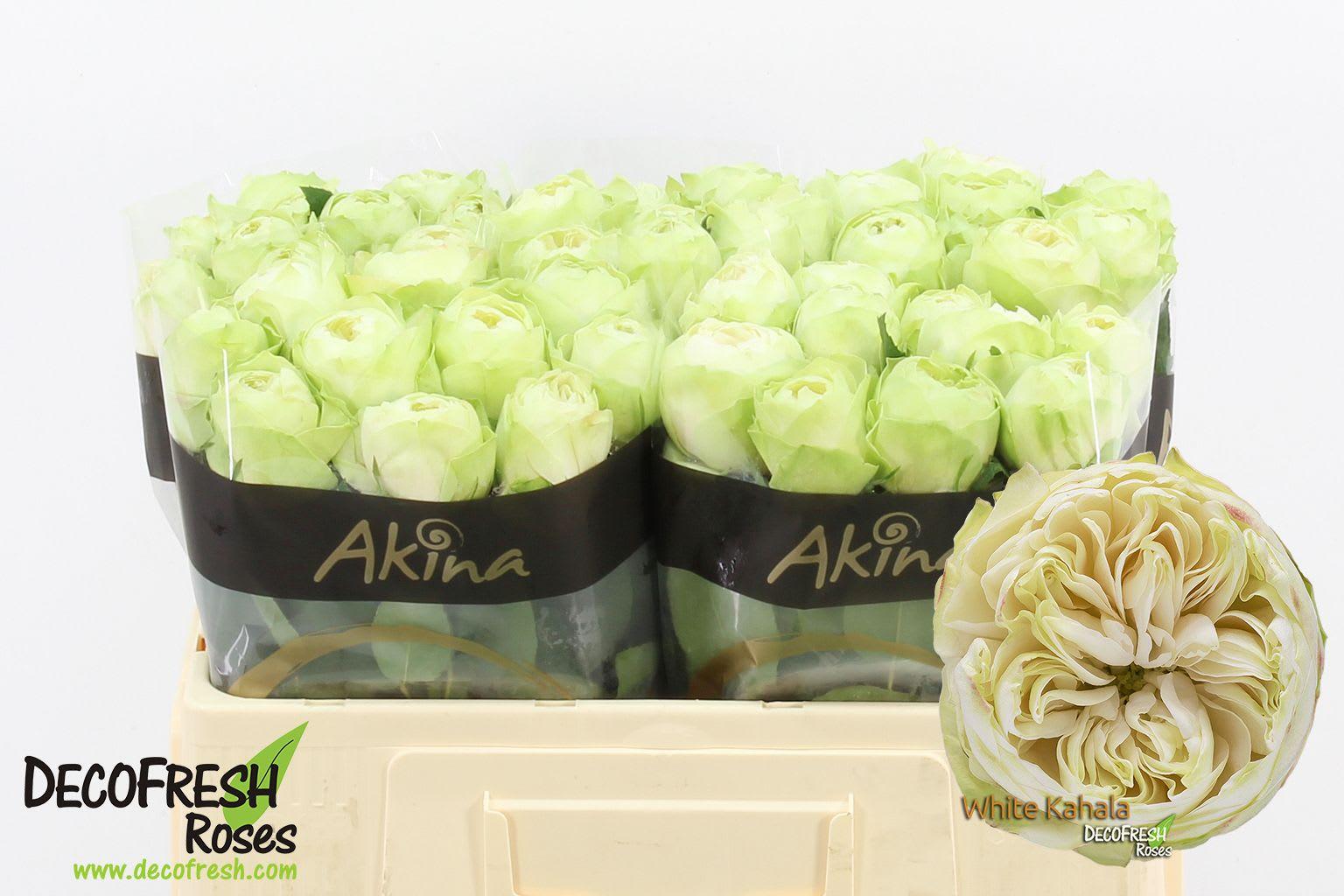 Срезанные цветы оптом Rosa large white kahala от 50шт из Голландии с доставкой по России