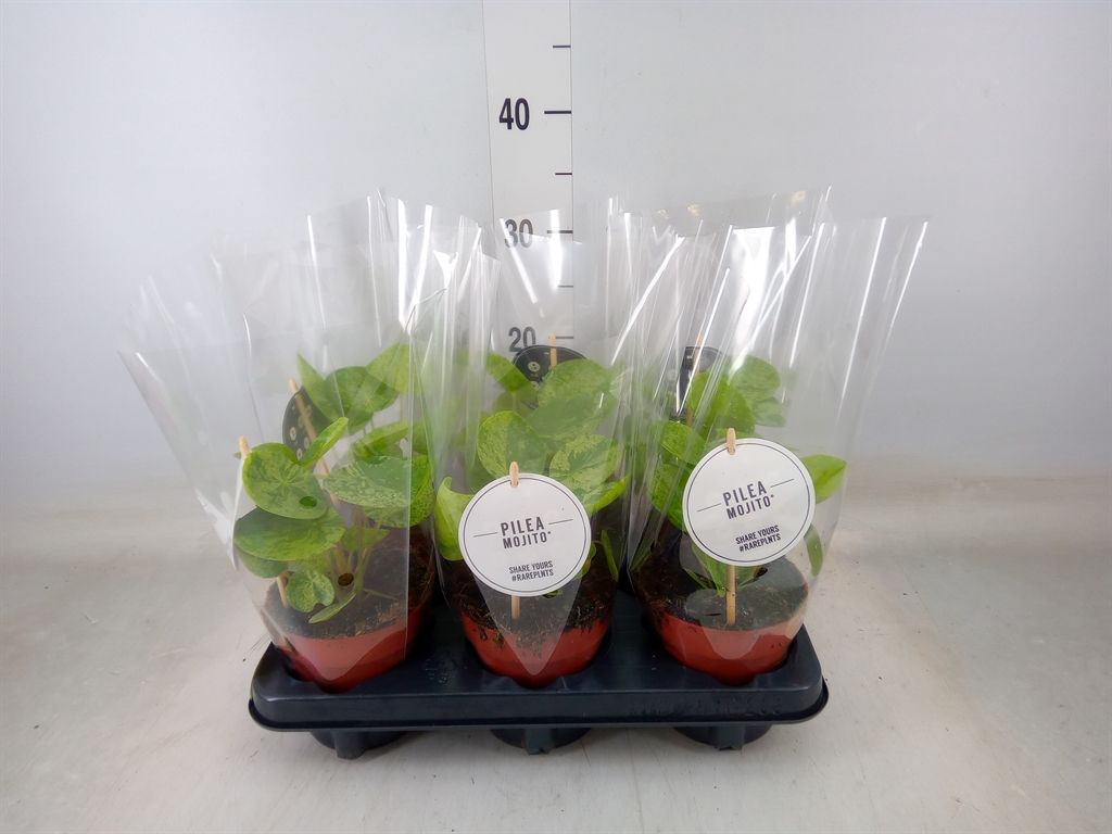 Горшечные цветы и растения оптом Pilea   ... от 6шт из Голландии с доставкой по России