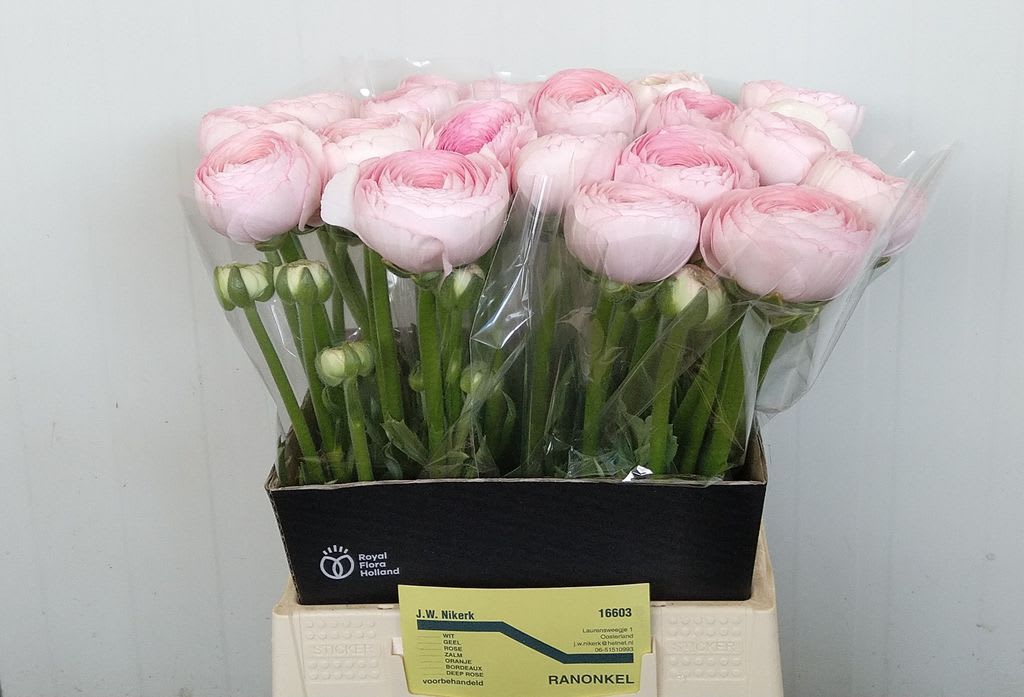 Срезанные цветы оптом Ranunculus success lady от 20шт из Голландии с доставкой по России