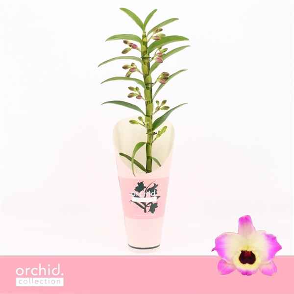 Горшечные цветы и растения оптом Den Nob 1st Sunny Eyes Orchid Collection от 6шт из Голландии с доставкой по России