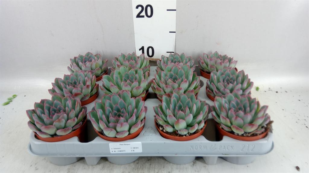 Горшечные цветы и растения оптом Echeveria apus от 12шт (для телеги) из Голландии с доставкой по России
