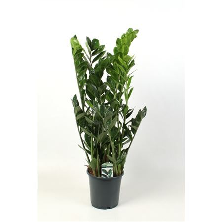 Горшечные цветы и растения оптом Zamioculcas Lucky Classic 12+ от 1шт из Голландии с доставкой по России