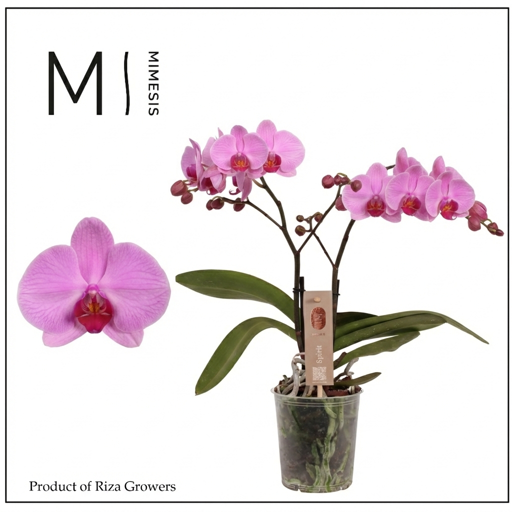 Горшечные цветы и растения оптом Phal 2st Spirit Pink 16+ (mimesis) от 6шт из Голландии с доставкой по России