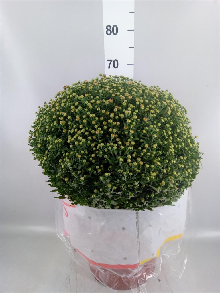Горшечные цветы и растения оптом Chrysanthemum ..gr AA от 1шт из Голландии с доставкой по России