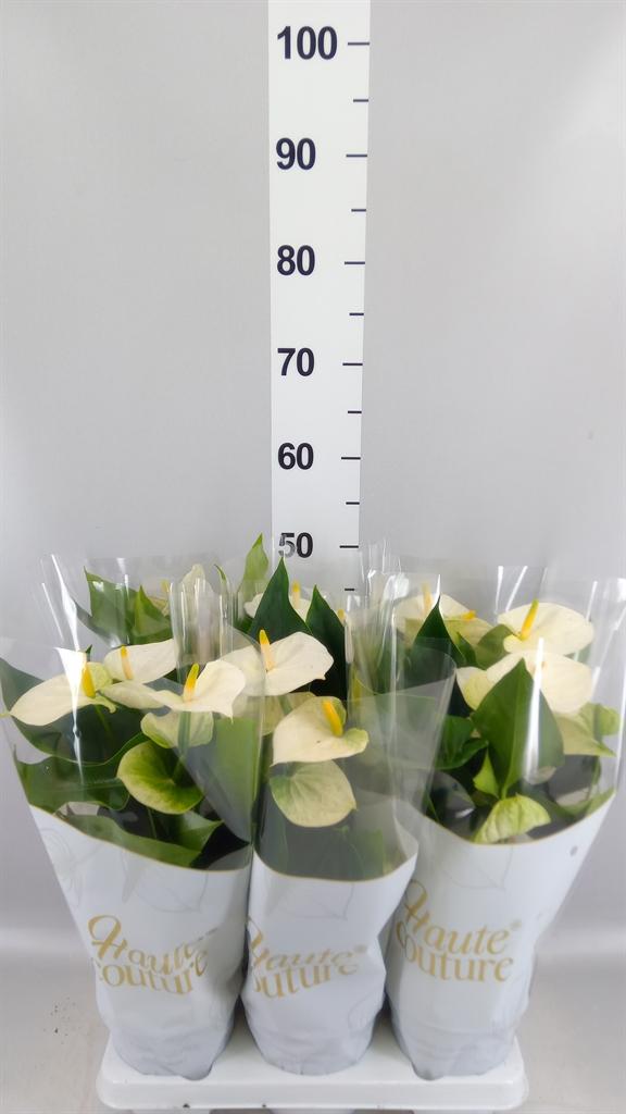 Горшечные цветы и растения оптом Anthurium Andr. cocos от 6шт из Голландии с доставкой по России