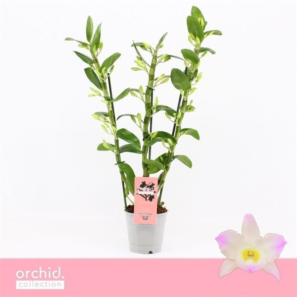 Горшечные цветы и растения оптом Den Nobilé 3st Kumiko Orchid Collection от 10шт из Голландии с доставкой по России