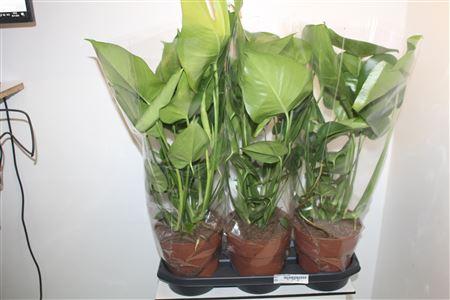 Горшечные цветы и растения оптом Monstera Deliciosa от 3шт из Голландии с доставкой по России
