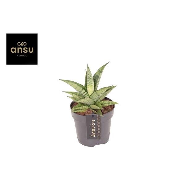 Горшечные цветы и растения оптом Sansevieria Star Mini Marble No. 2 от 10шт из Голландии с доставкой по России