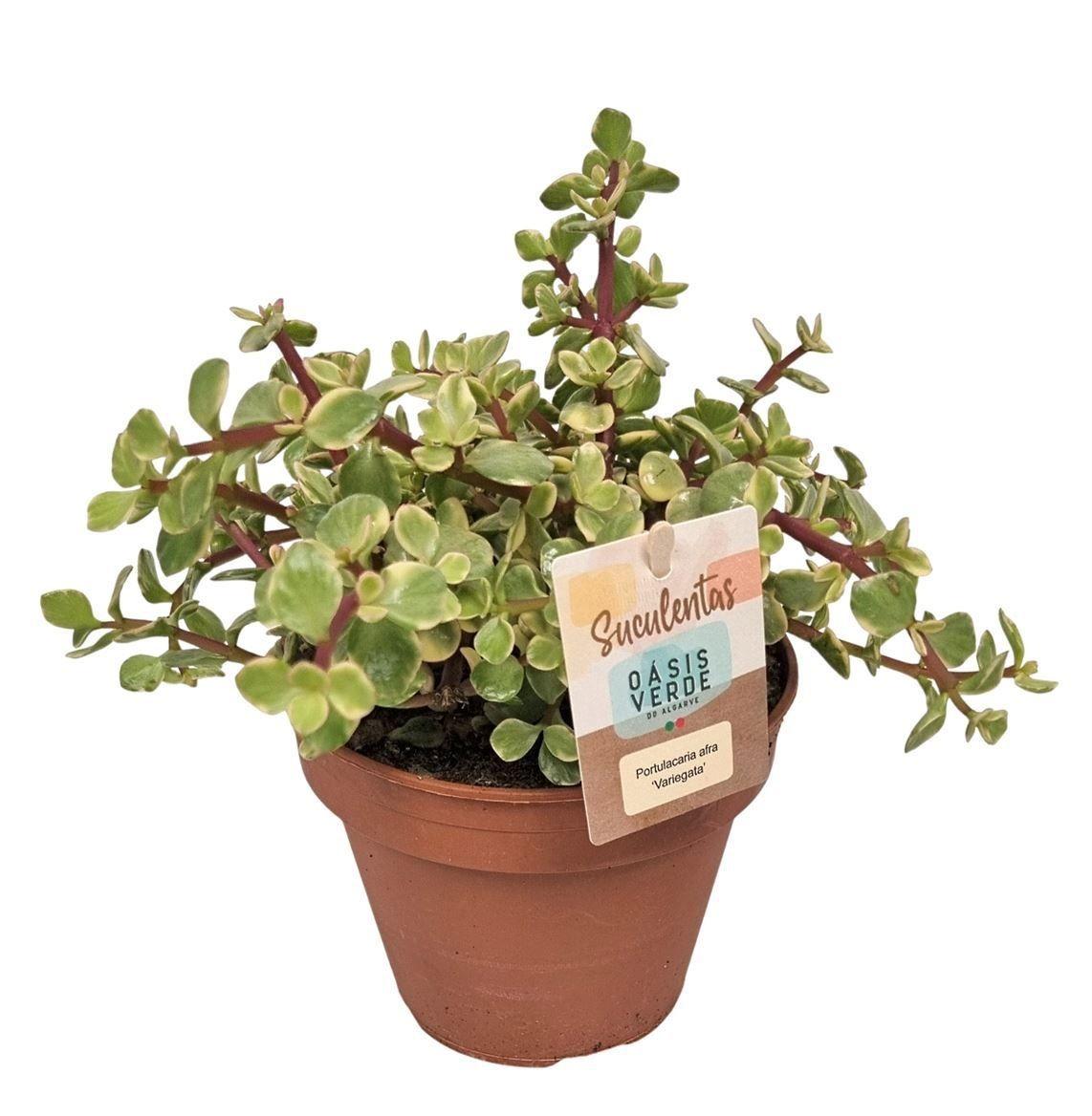 Горшечные цветы и растения оптом Portulac A Variegata от 6шт из Голландии с доставкой по России