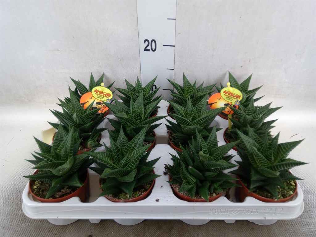Горшечные цветы и растения оптом Haworthia Limifolia от 12шт из Голландии с доставкой по России