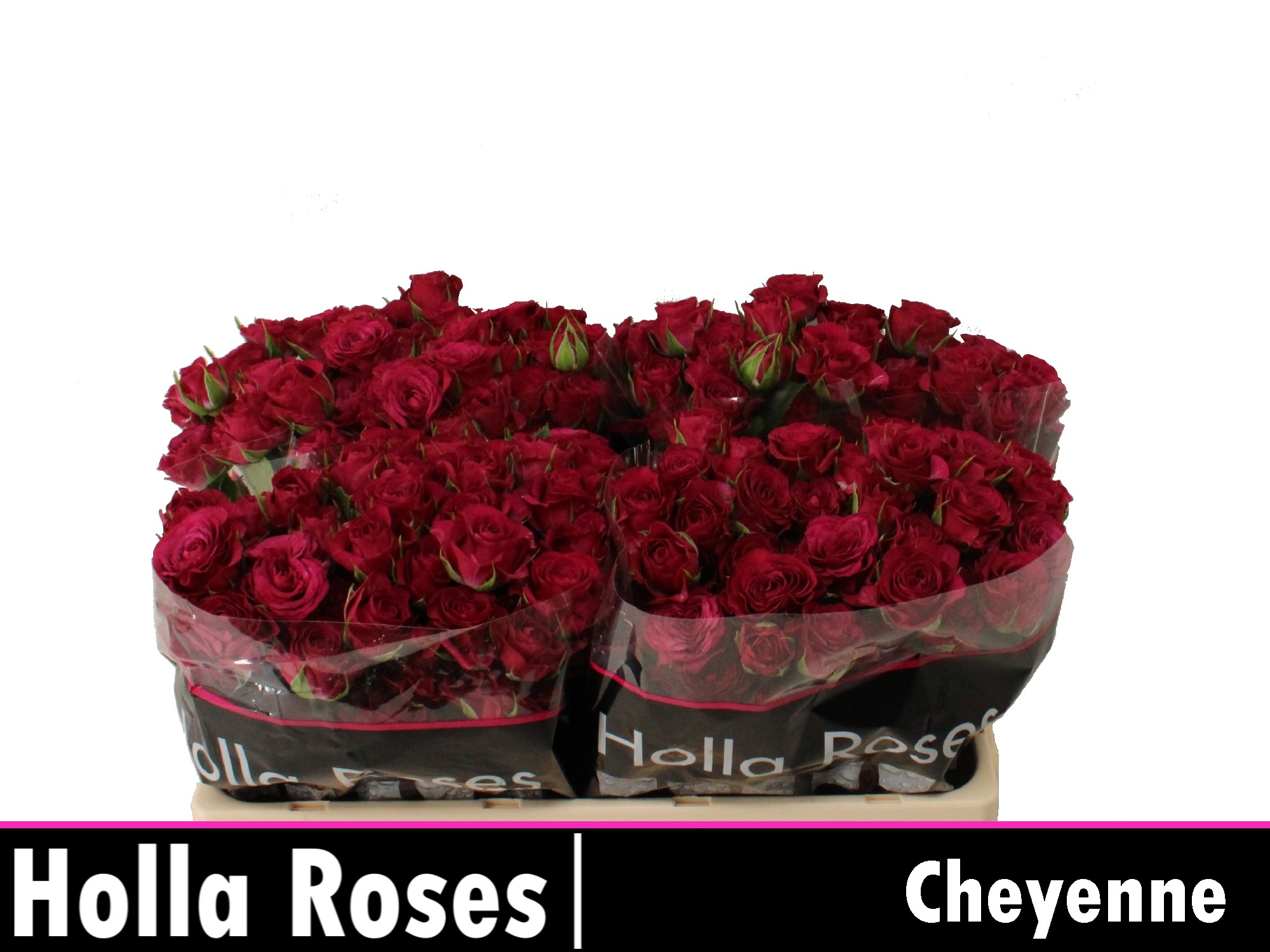 Срезанные цветы оптом Rosa spray cheyenne от 40шт из Голландии с доставкой по России