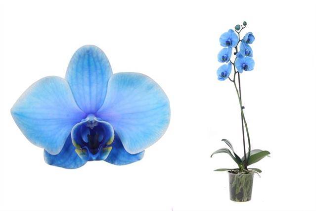 Горшечные цветы и растения оптом Phalaenopsis I Am Blue от 6шт из Голландии с доставкой по России