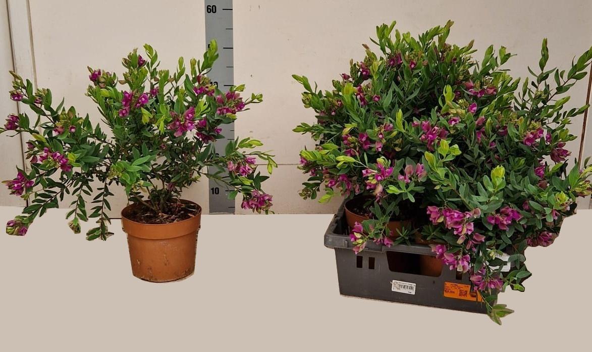 Горшечные цветы и растения оптом Polyga Myrtifolia от 4шт из Голландии с доставкой по России