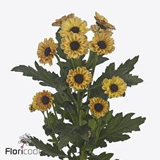 Срезанные цветы оптом Chrys sa yin yang golden от 75шт из Голландии с доставкой по России
