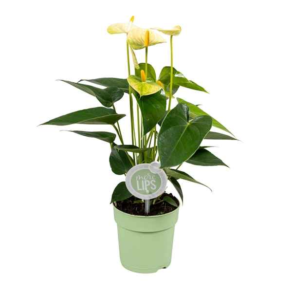 Горшечные цветы и растения оптом Anth An Vanilla 4+ (morelips) от 10шт из Голландии с доставкой по России