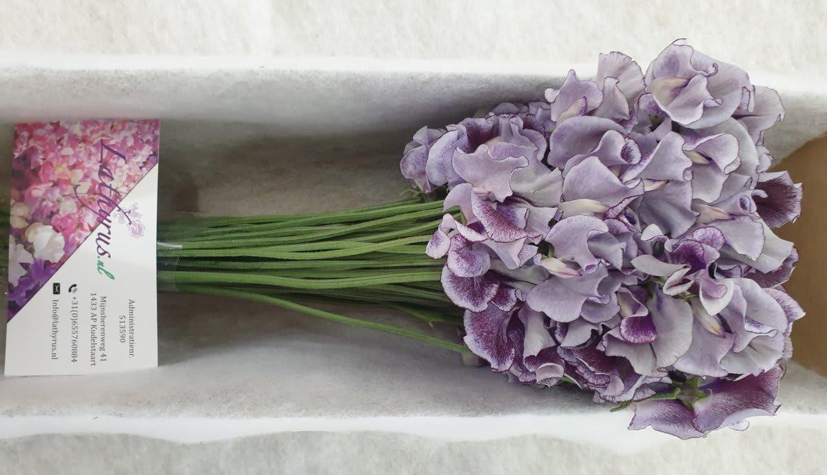 Срезанные цветы оптом Lathyrus wedding blue от 30шт из Голландии с доставкой по России
